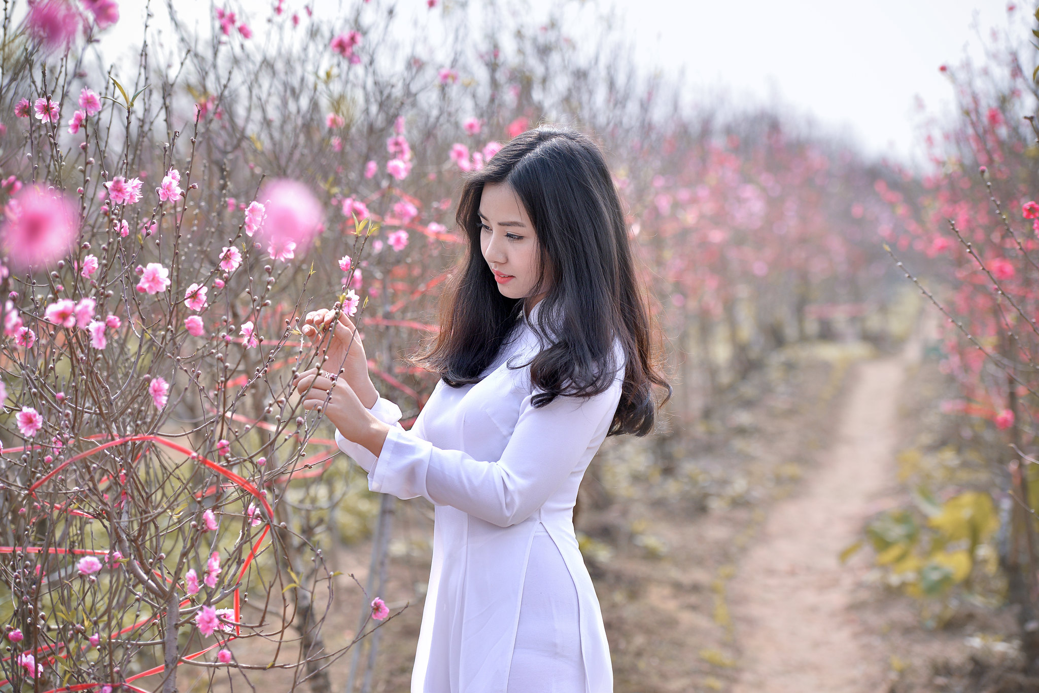 Hình nền áo dài trắng thanh lịch hoa đào [QV71QW]