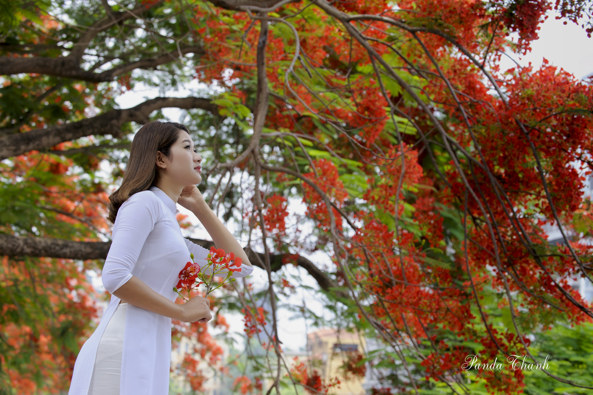 Áo dài trắng hoa phượng cổ điển [RLU4B9]