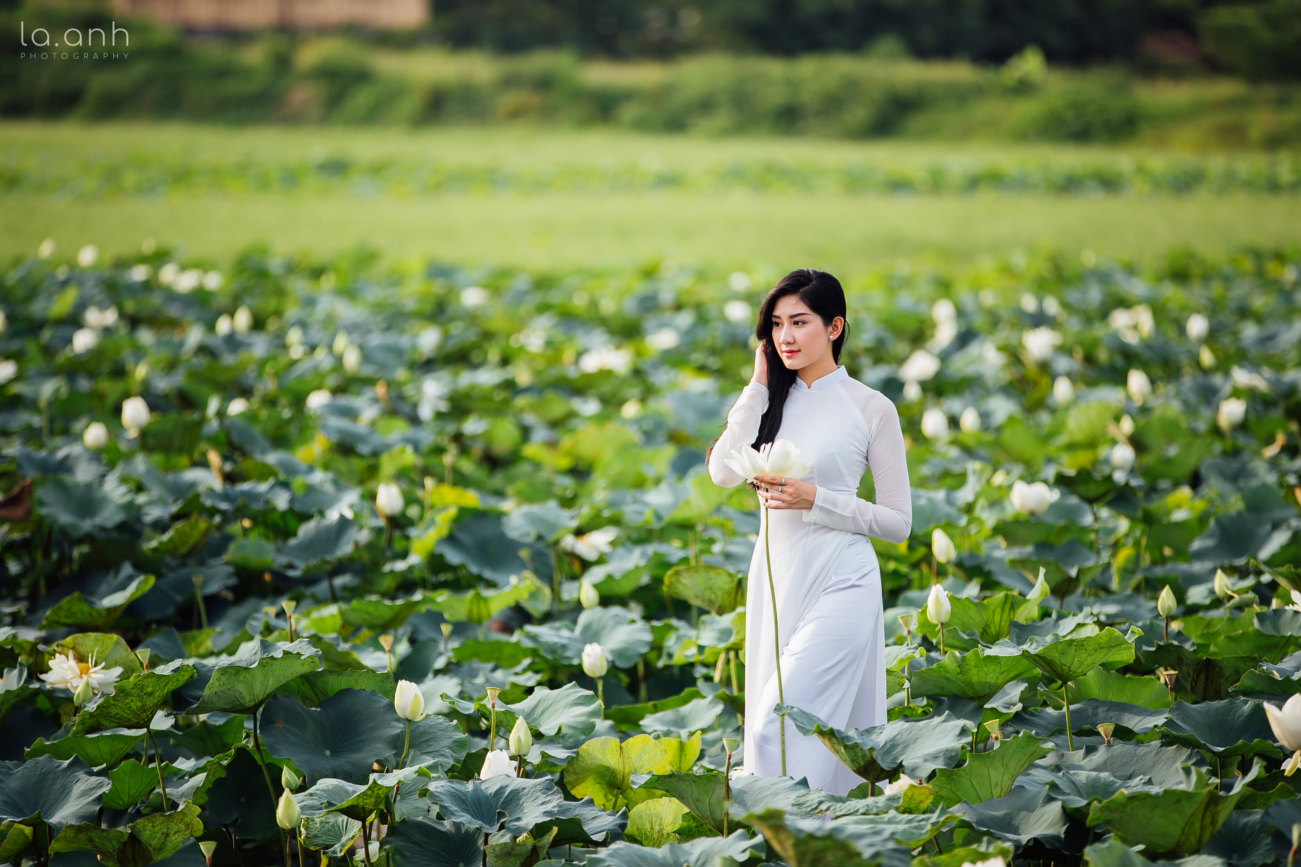 Áo dài trắng hoa sen mong manh [HVMAGO]