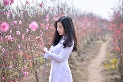 Hình nền áo dài trắng thanh lịch hoa đào [QV71QW]