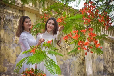E ấp áo dài trắng hoa phượng [GHSWPJ]